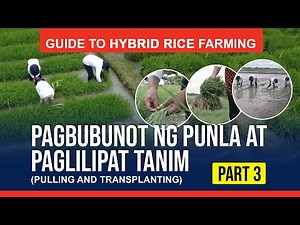 Guide to Hybrid Rice Farming - Part 3 (Seedling pulling and Transplanting)