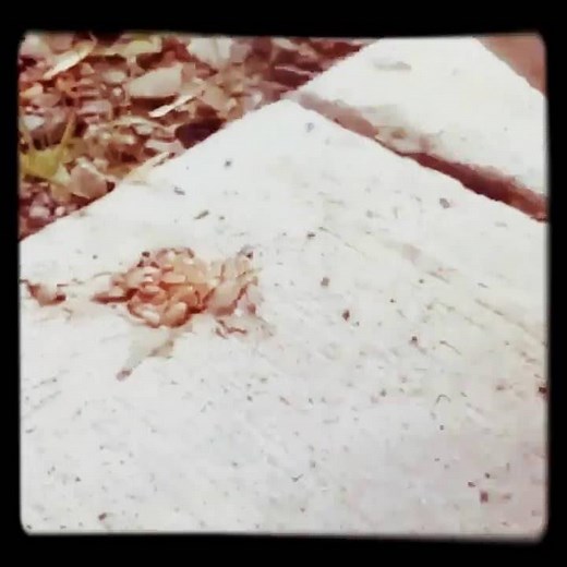 Goodbye Gary from SpongeBob :((