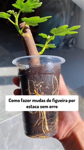 How to propagate fig trees from cuttings