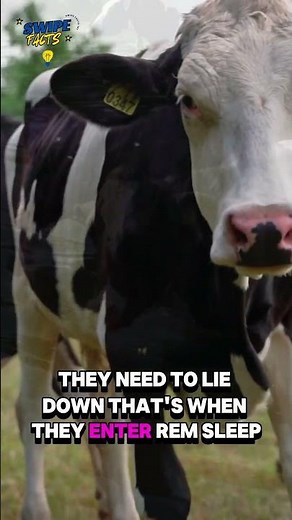 Do Cows Sleep Standing Up? 🐄 #facts #swipefacts
