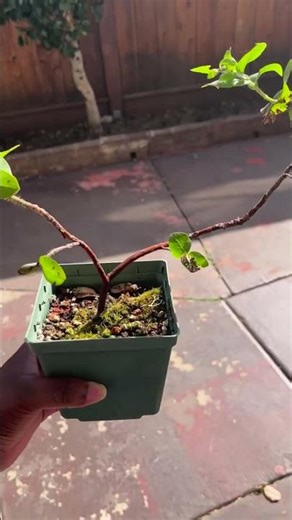 I had a rare, federally, and state listed species of manzanita that is native to the Oakland and…