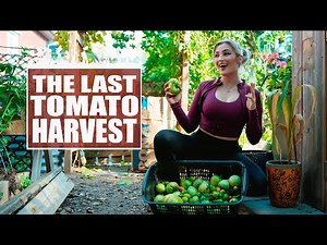 GREEN TOMATOES! I did not expect THIS MANY at my First Frost! I Wolf Of The Wild