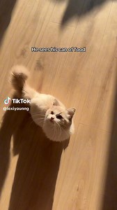 Hungry Kitty Club! 😺✨️⁠ ⁠ 📹️: lexiyounng on TikTok | Modern Cat magazine