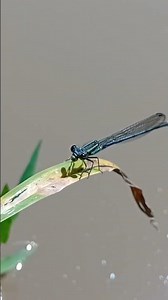 Dragon fly🐉 eating insect