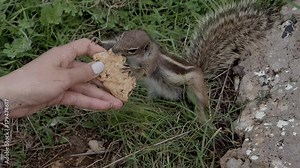 Group of chipmunks eating a cookie from womans hands. Funny little chipmunk holding cookie outdoors in the forest. Chipmunks fighting over food