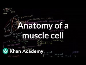 Anatomy of a skeletal muscle cell Video Lecture | Biology for MCAT