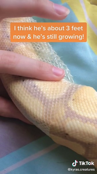 Snake Shedding Process: Satisfying Reptile Care