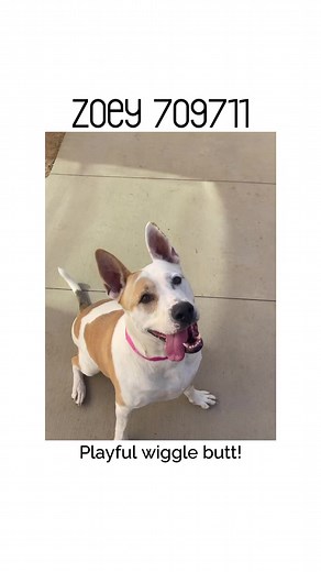 18 reactions | Zoey is so ready for her forever home! She is a Pit...