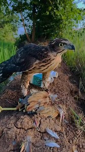 1.4K views | Crested Goshawk Hunting! | AmericanEagle | Facebook