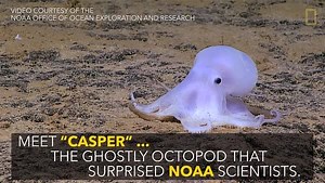Weird Wednesday: This ghostly octopod may be the deepest-dwelling of its kind. | National Geographic Animals