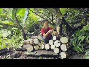 Harvesting Wild Taro in the Deep Forest and Cooking It Over Fire Using a Traditional Recipe