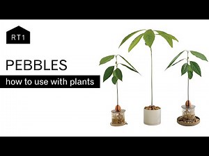 METHODS TO USE PEBBLES WITH PLANTS
