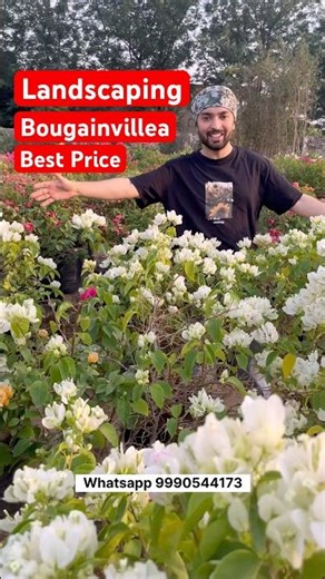 Buy Bougainvillea plant online #bougainvillea