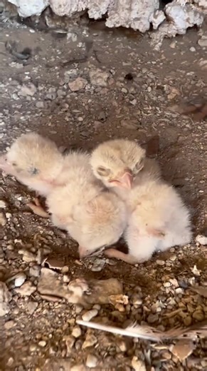 Baby Falcons Spotted on Mountain Cliff