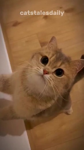 31K views · 1.3K reactions | Did you know that if your cat does these things, it might mean they’re protecting you? #cat #cats #catfacts #catsoftiktok #facts | Amazing Beasts | Facebook