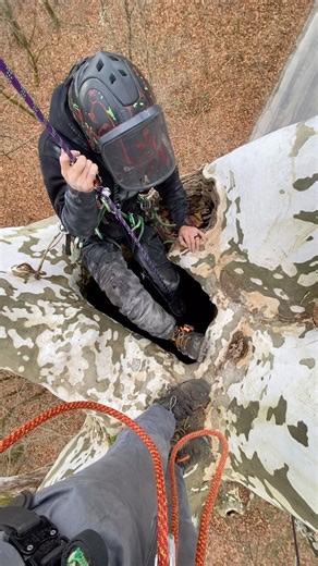 Levi Woodal on Instagram: "Tree spelunking? More like arboreal caving. 🌳🧗‍♂️ This American sycamore is hollow all the way to the ground—so naturally, we had to rappel through it. Who needs caves when you’ve got trees like this? This is a re-upload from a few years ago, but it’s still just as wild! 🎥 Featuring @the_industrial_tarzan & filmed by me. Would you send it? 👀⬇️ #treespelunking also shout out to @zigzagman.zr @thewayoftrees and @alex_gs_trees for making that trip awesome 👊 #TreeClim