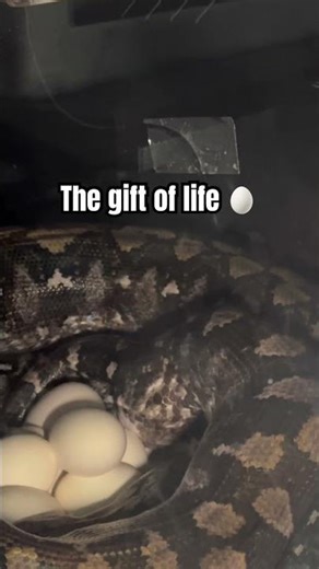 🐍 Python laying eggs 🥚
