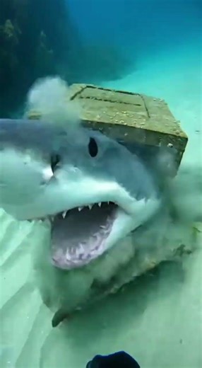 👉 POV Diver in Black Gloves Finds Something in the Deep 😱