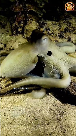 Octopus Changing Colour #octopus #colorchange #camouflage #ocean #amazing #wildlife #marinebiology