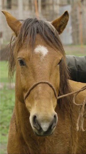 4.5K views · 76 reactions | Through mentoring and training, Brooke gives communities the ways and means to transform the lives of their working horses, donkeys and mules. 𢡊  You can learn more about our Animal Health Mentoring Framework here: https://bit.ly/3v5Hhvj | Brooke, Action For Working Horses and Donkeys | Facebook