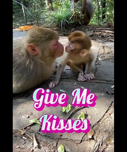 Adorable Kissing Monkeys!#cutemonkeys #animallove