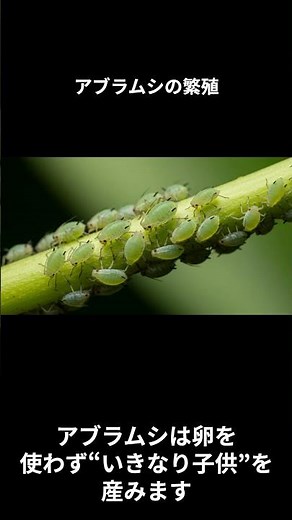 驚きの出産方法!? アブラムシの誕生の秘密 #虫の秘密 #雑学 #生き物