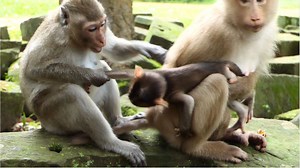 5.8K views · 224 reactions | Piper Need More Training Before Delivery First Newborn Baby By Start Learning With Baby Rex Around. | Lovely Monkey | Facebook