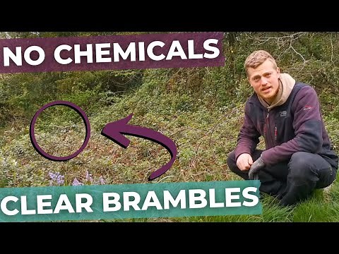 How to clear Brambles
