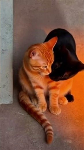 Too Cute! Cats Hugging in Sunset Light 🐱 MeowPlay#catshorts#CuteCats#CatLovers#AdorableKittens