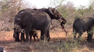 13K views · 278 reactions | An incredibly special sight in the...