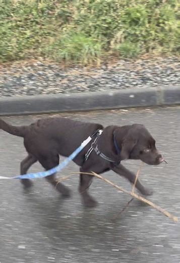 another day another stick! #chocolatelabrador #fypviral #chocolatelabpuppy #puppy #5monthsold #dogsoftiktok #purebredlabpuppy #labpuppy #dougthelab #labradorretriever #fyp #doug #dogtok