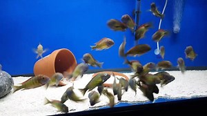 Red Rainbow Kambwimba tropheus moorii group. Their colors look amazing. | Dee Koshy's African Cichlids