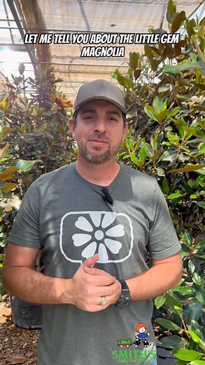 1.2K views · 63 reactions | In this video, the distinctions between Little Gem Magnolias and Southern Magnolias are clearly elucidated, covering aspects such as size, leaf characteristics, and preferred growing conditions. #smithsgardentown #littlegem #magnolia #gardening #landscaping | Smith's Gardentown | Facebook