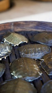 The art of turtle shell glue | Witness the handmade process | Village Lifestyle Vlog