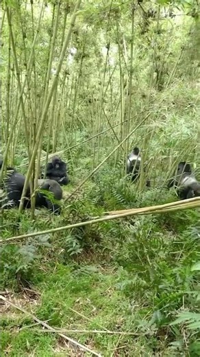 Silverback leading the way for the whole group The Silverback is a Dominant & Intelligent Lead