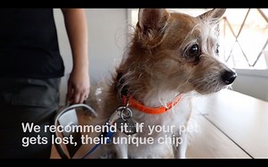 It's everything you need to know about microchipping! We offer regular microchipping clinics at Pup Plaza, $20 per pet. 2020 dates: January 11 & March 14, from 2pm-4pm. | Silicon Valley Pet Project | Facebook