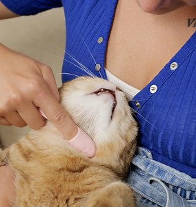 41K views · 191 reactions | ¡Purr-fectas manualidades para gatos: Proyectos divertidos y consejos inteligentes! | Ideas en 5 minutos Niños | Facebook