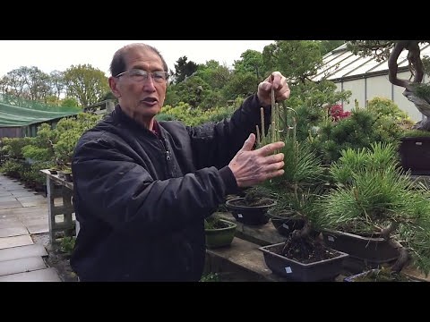 How to prune your evergreen pine bonsai tree EASY!