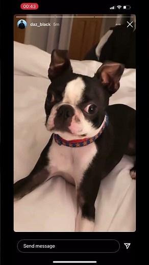 Daz Game’s Dog, Gizmo Is Broken #dazgames