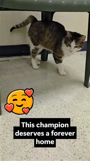 Torch the Shelter Cat Proves Nuzzling is an Olympic Sport 🥇🐾