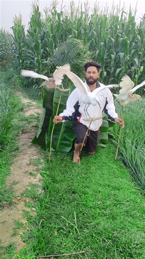 Russian boys hunting bucks near cornfields#13million #indian #hunting #