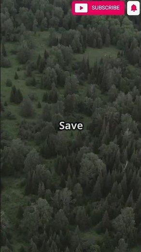 🌲 How does deforestation affect wildlife?#Deforestation #WildlifeConservation #SaveNature