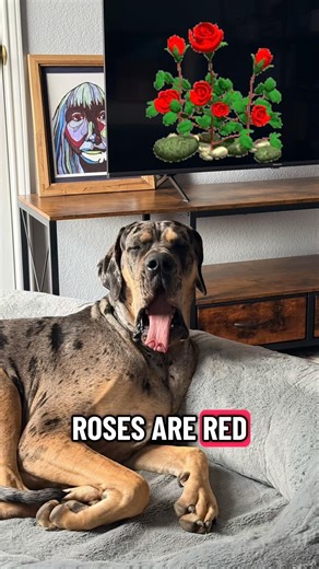 Mr. Who snd Hoss continue yo write Valentine poems. Every day until Feb. 14 #hossthelovedane