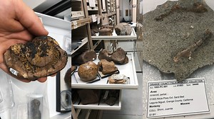 Was Orange County once like Land Before Time with Little Foots walking around? 🦕 Or was it more like Jurassic Park? 🦖 Find out more about about our local history by exploring OC Parks' extensive collection of fossils with OC Parks’ very own paleontologist, Dr. Will! 👋 From pigmy mammoths to saber-toothed tigers, dig deep to imagine what life was like 120 million years ago. #MondayMemories In this video, we'll uncover fun facts about paleontology, the study of fossils to understand ancient lif