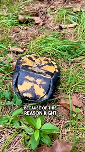 203K views · 9.4K reactions | This is a BULLY Turtle 勞 #boxturtle #bully #gardenstatetortoise #reels #fyp #funnyanimals #turtles #reptiles #tortoise #wow | Garden State Tortoise | Facebook