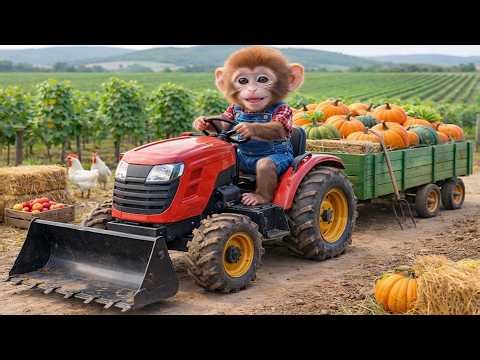 Monkey KOKO Drives Red Tractor To Carry Pumpkins And Feed Chickens | Koko Monkey Story