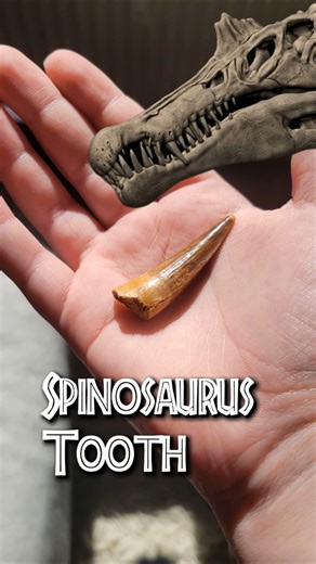 The Spinosaurus tooth is the Coolest dino Teeth! #dinosaur