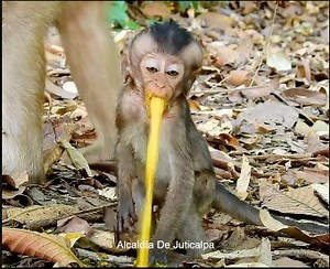 432K views · 3.7K reactions | Oh God ! Why Poor Baby Lori Vomit Like This Pity Baby Lori Vomit So much. | Alcaldia de Juticalpa | Facebook