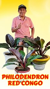 Philodendron Red Congo plant care #kabayangmanny #RedCongoCare #PhilodendronCare #PlantParenting #RedCongoLove #IndoorPlants #PhilodendronTips #PlantCare101 #LeafyCompanion #GreenThumb #PlantAdventures #RedCongoJourney #HouseplantCare #PhilodendronMagic #LeafyLife #UrbanJungle #RedCongoWisdom #PlantLovers #IndoorJungle #PhilodendronSuccess #GreenerLiving | Kabayang Manny
