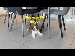 Bringing Home My Border Collie Puppy! 🐾 First 14 Days Journey (8-10 Weeks)